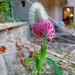 Trifolium rubens Floare
