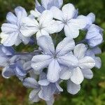 Plumbago auriculata Virág