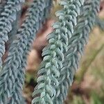 Araucaria scopulorum 葉