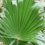 Trachycarpus fortunei Hoja