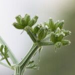 Krubera peregrina Flor