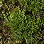 Lycopodium × zeilleri Elinympäristö