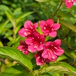 Weigela hortensis 花