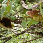 Aristolochia griffithii ᱛᱟᱦᱮᱸ