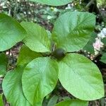 Randia armata Fruit