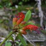 Aeschynanthus hookeri موطن