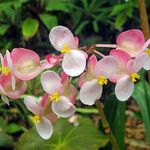 Begonia obliqua Květ