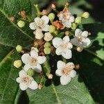 Viburnum tinus Blüte