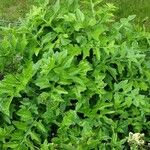 Cirsium oleraceum Habitus