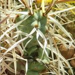 Tephrocactus articulatus Leht