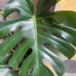 Monstera deliciosaLeaf