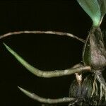 Bulbophyllum falcatum Кора