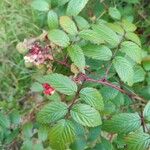 Rubus fraxinifolius Leaf