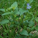 Viola elatior Habitatea