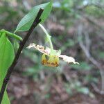Monodora carolinae Flower