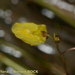 Utricularia minor 花