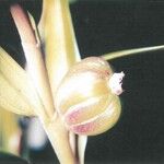 Dendrobium unicarinatum Kukka