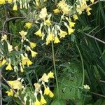 Primula florindae Blomma