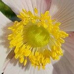 Eriocapitella hupehensis Kwiat