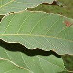 Schefflera morototoni Folla
