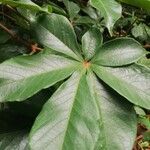 Vitex ferruginea Hostoa