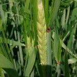 Hordeum vulgare Fruit