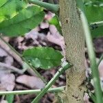 Zanthoxylum caribaeum Bark
