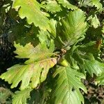 Quercus conferta Leaf