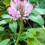 Trifolium pratense Цветок