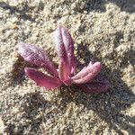 Senecio californicus Ліст