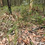 Setaria gausa Habit