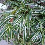 Chlorophytum comosum 葉