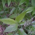 Celtis laevigata عادت داشتن