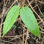 Lonicera acuminata Leaf