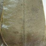 Myrcia bracteata Otro