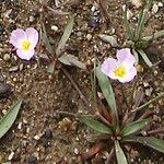 Baldellia ranunculoides Flower