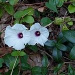 Ipomoea pandurata Цветок