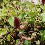 Aristolochia baetica Λουλούδι