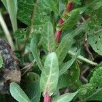 Oenothera laciniata पत्ता