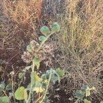 Abutilon pannosum Fruit