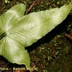 Asplenium hemionitis Beste bat