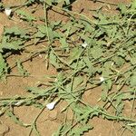 Convolvulus equitans Habit