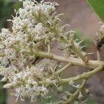 Ardisia densiflora Flower