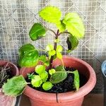 Plectranthus parviflorus Blad