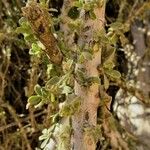 Maerua crassifolia Hoja
