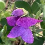 Lathyrus odoratus Flors