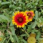 Gaillardia pulchellaBlomma