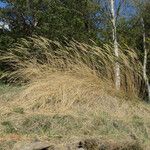 Achnatherum calamagrostis Habitus