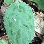 Hieracium glaucinum Leaf