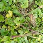 Ranunculus hederaceus Yaprak